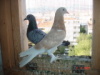 ERKEK PORTAKAL ( SATILDI )