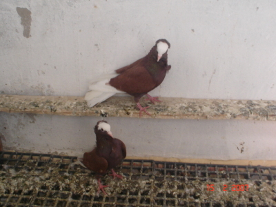 Ketme Cigeri