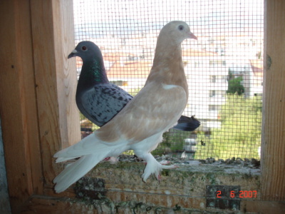 ERKEK PORTAKAL ( SATILDI )