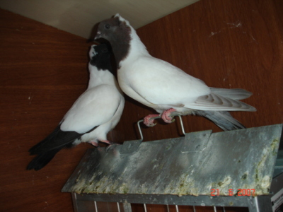 KARABAS KIZMALAR