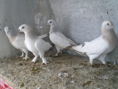 SATILIK - mermeri ailesi