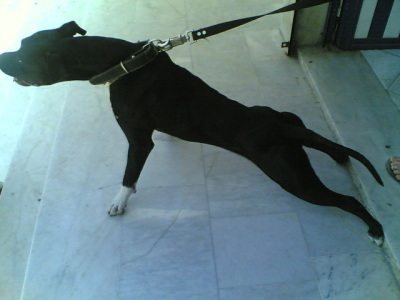 ARAP 2W