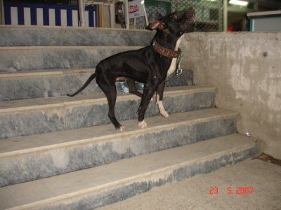 ARAP 2W